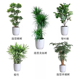 �����̻�ֲ������